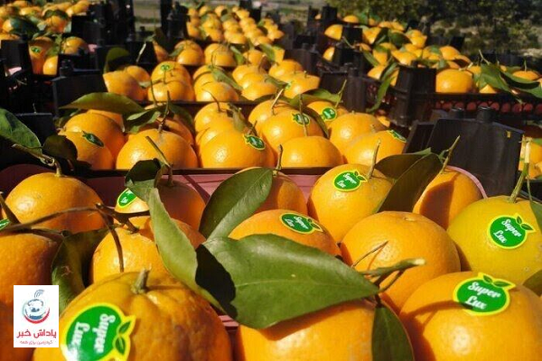 ۷۰۰ هزار تن مرکبات مازندران برای تنظیم بازار شب عید ذخیره‌سازی شد