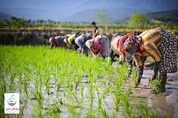 محمودی فعال بازار برنج مازندران: قیمت برنج 20 درصد افزایش یافت